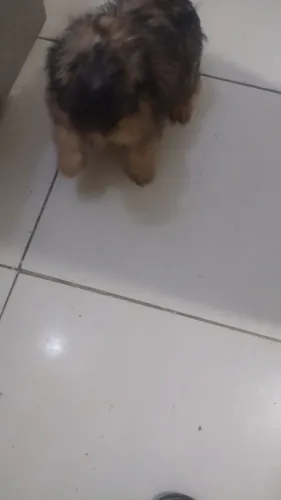 Vendo filhote de Shitzu de 3 meses