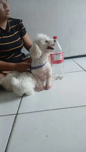 Poodle toy