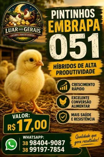 Pintinhos Embrapa 051 de alta produtividade. 