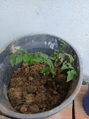 Mudas de jabuticabas