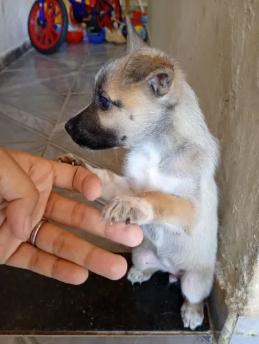 Filhote de husky siberiano mestiço 