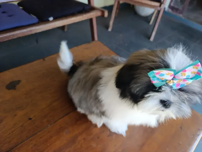 Shih Tzu