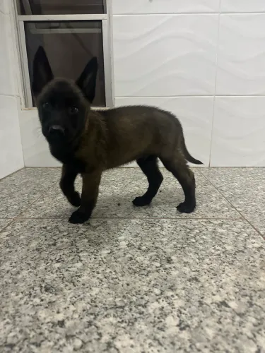 PROMOÇÃO PASTOR BELGA MALINOIS