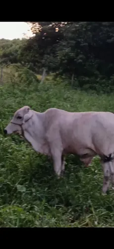 Bizerro pra vender