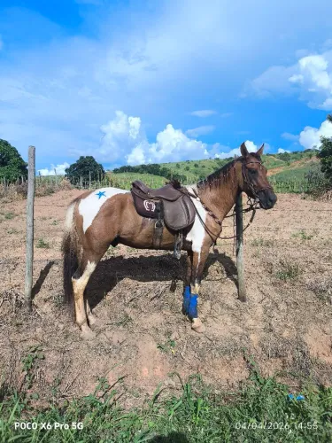 Vendo cavalo registrado pampa baio homozigoto 