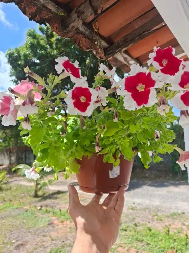 Petúnia no vaso com corrente