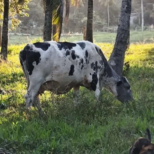 Vaca Holandesa 15@