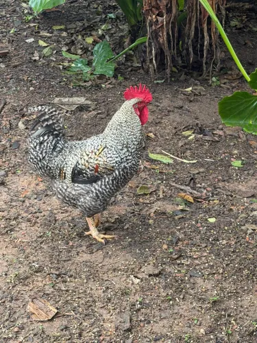 Galo Carijó Caipira