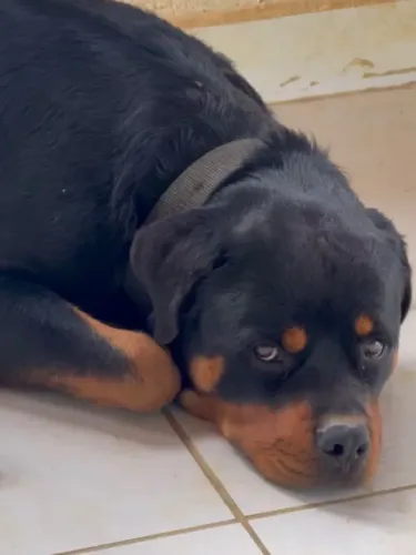 Filhotes de Rottwailer com Pastor alemão capa preta 