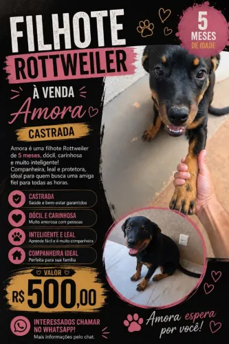 Filhote de rowttwailler