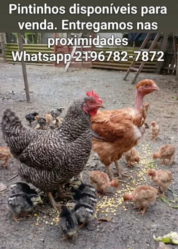 Pintinhos