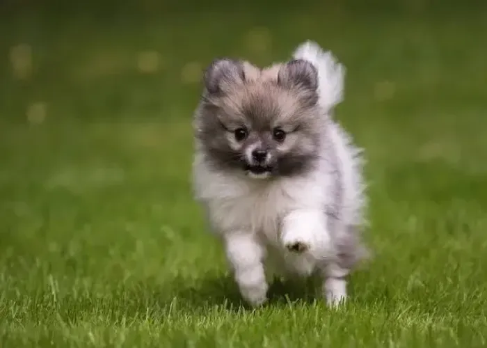Doa se cachorro filhote