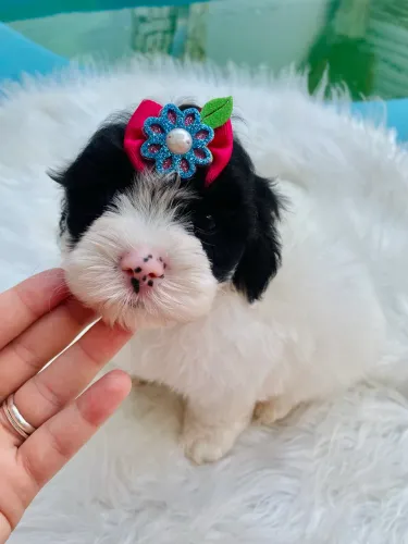 Filhote fêmea de lhasa apso 