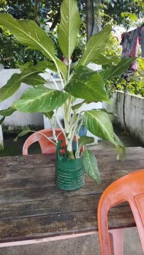 Plantas: comigo Ninguém pode, palmeira ráfia e espada de Ogum!