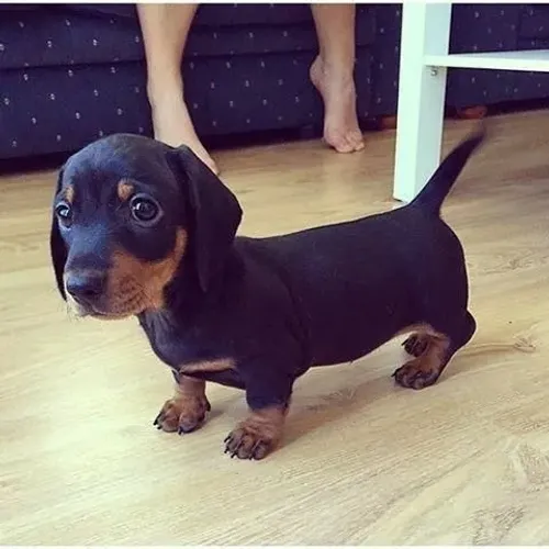 daschund basset teckel lindos bb