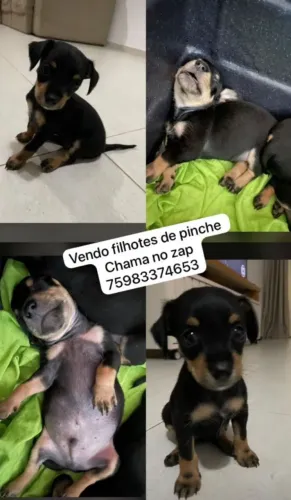 Pincher 