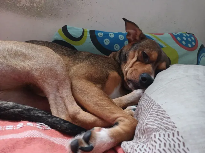Estou doando esse cachorro porque preciso me mudar