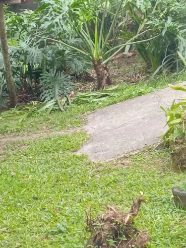 Busco serviço de caseiro 