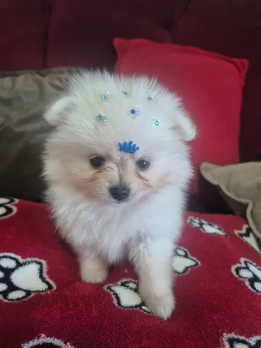 Lulu da palmerania anão macho 