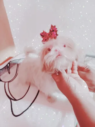 Linda bb shi Tzu albina raridade olhos azuis trufinha rosa perfeição!