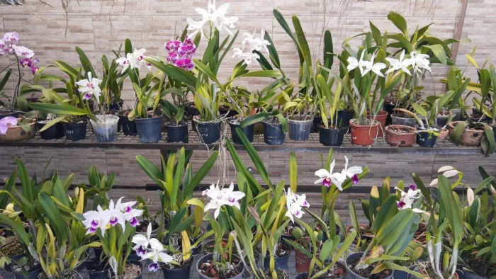 Prateleira para plantas