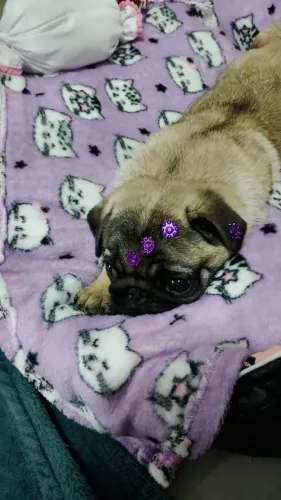 Filhote Pug fêmea