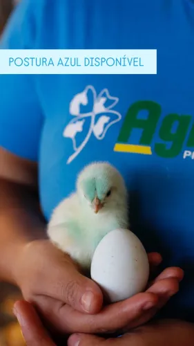 Pintinho Postura Azul 