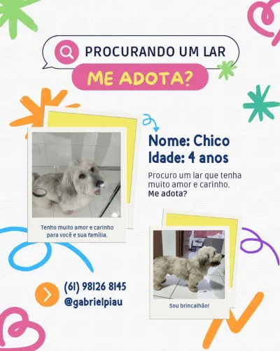 Adoção pet