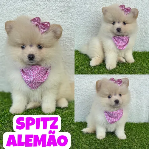 Spitz Alemão Fêmea c/ Microchipe + Garantia + Parcelado 12x