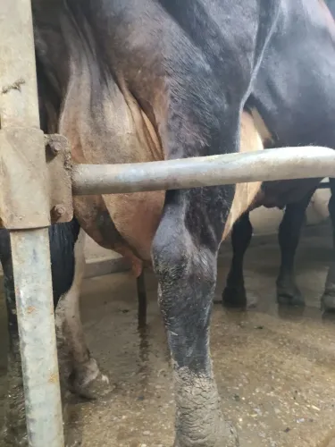 Vaca leiteira 
