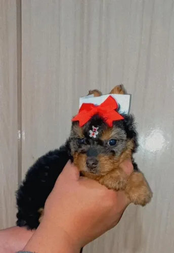 yorkshire terrier