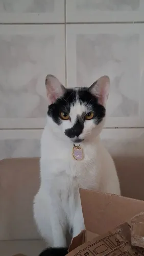 Kiara procura um lar cheio de amor - Adoção responsável