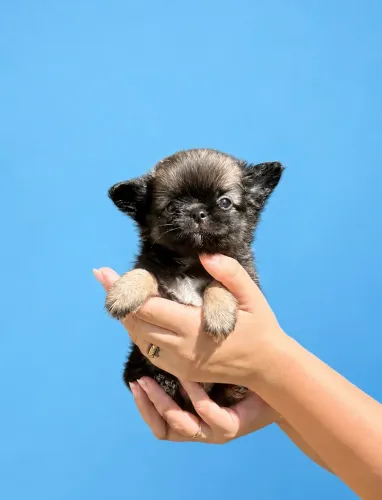 Chihuahua machos baby face pelo longo e curto pedigree