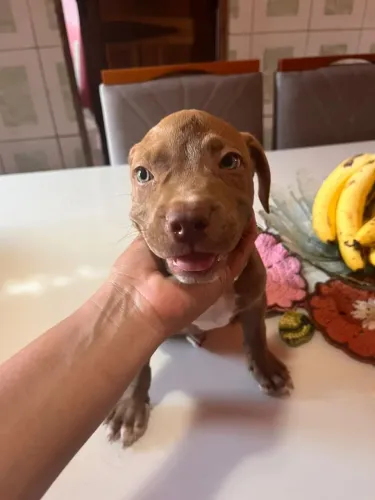 Filhote pit monster