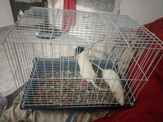 Rato Twister 