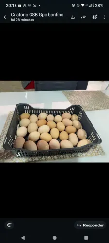 Ovos de galinha gsb sertaneja balão