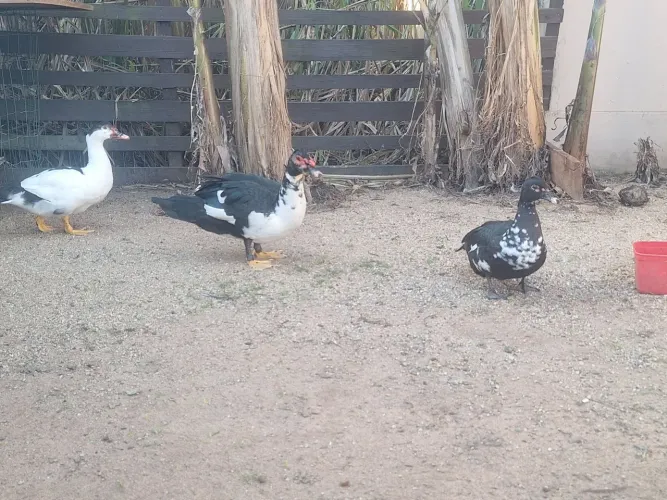 Vendo PATOS!!!