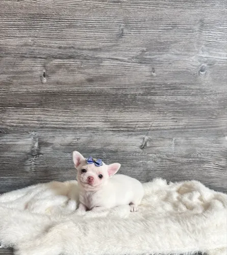 Chihuahua Macho Pelo Curto - Filhote | Maringá
