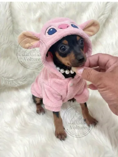 Pinscher zero vacinados e pontos para entrega