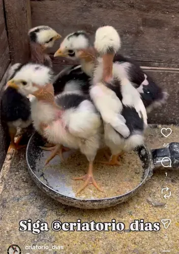 Pitinhos sertanejos balão pescoço pelado