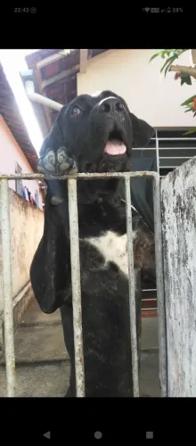 Doação de cane corso