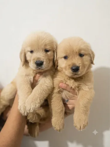 Filhotes de Golden Retriever
