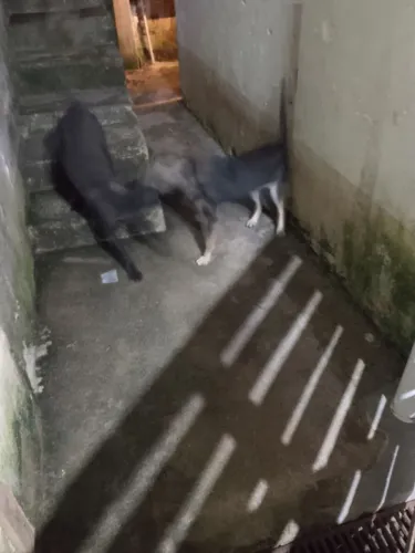 Doa-se dois cachorros de 6 meses