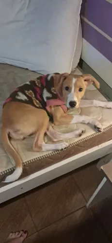 DOA-SE uma cachorrinha 