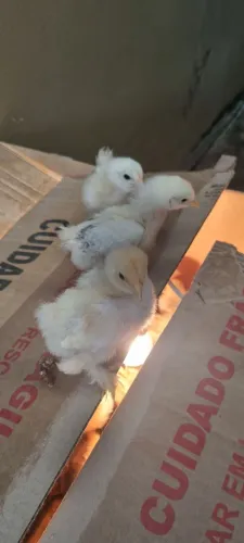 Pintinhos brahma 30 dias