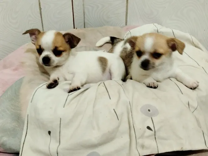 Filhotes de chihuahua