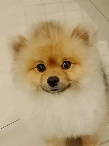Spitz alemão