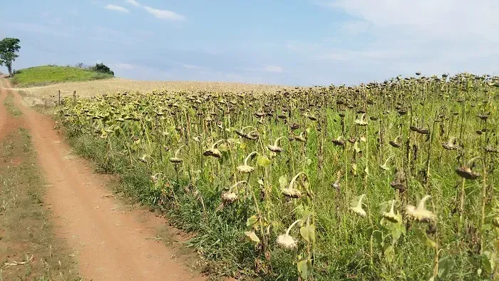 Área Rural 1.5 Alqueires