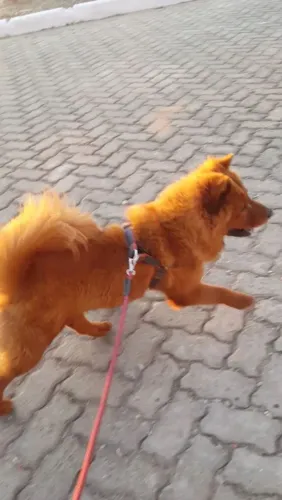 Doação chowchow e SRD