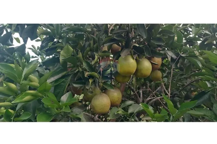 Terreno/Lote à venda na Sambaíba